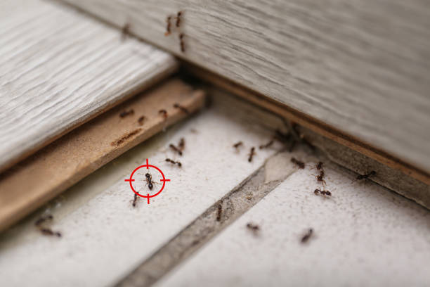 Best Rodent Control Near Me  in Bellingham, WA