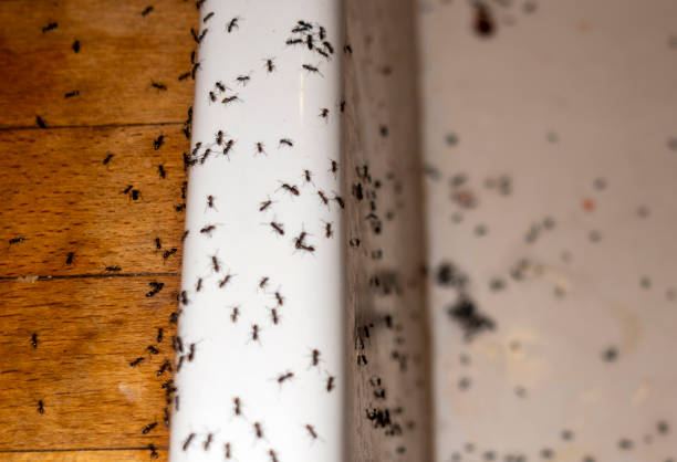 Best Flea Control Services  in Bellingham, WA
