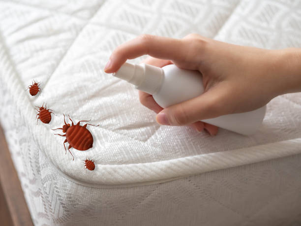 Best Ant Control Services  in Bellingham, WA