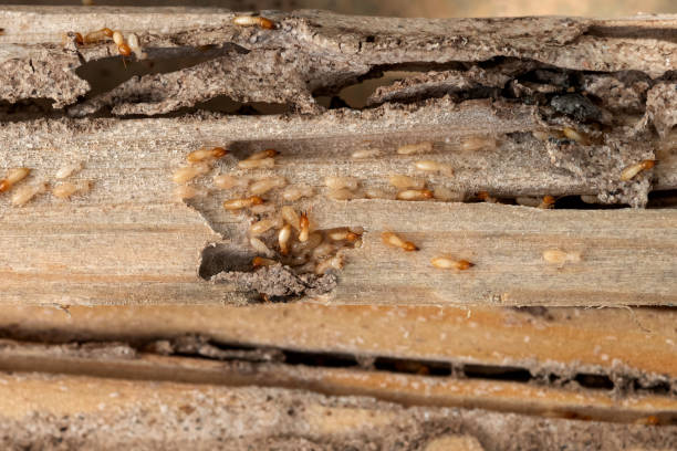 Best Local Pest Control Services  in Bellingham, WA