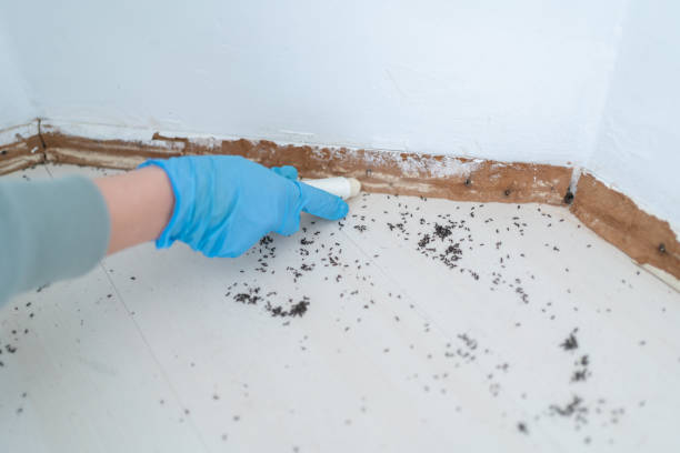 Insect Control in Bellingham, WA