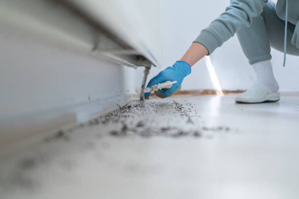 Best Insect Control  in Bellingham, WA
