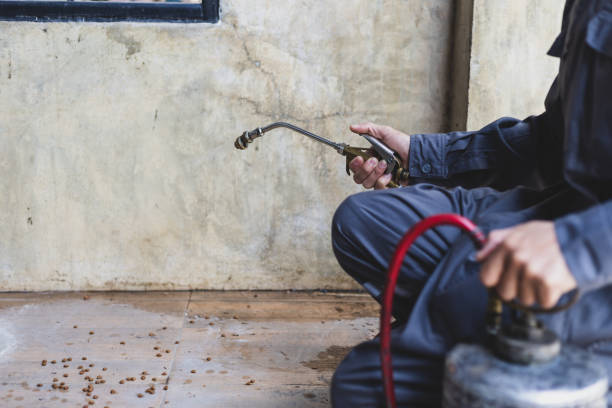 Best Wasp Removal Services  in Bellingham, WA